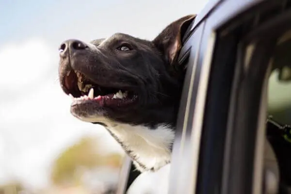 Hund i bilen