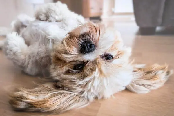 Hund der ikke fælder