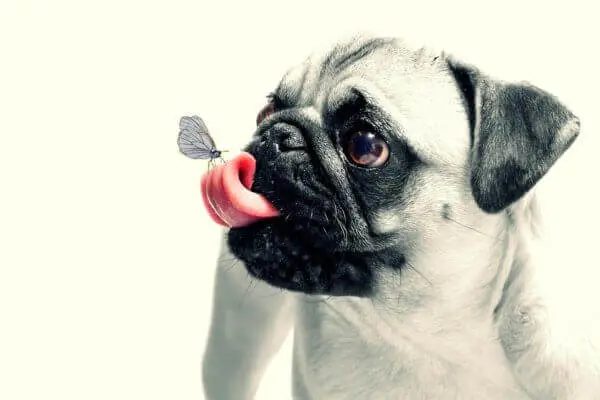Hundetricks: De nemmeste tricks at lære din hund