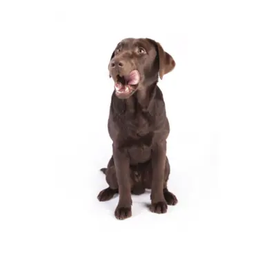Hvordan vælger man det rette hundefoder?