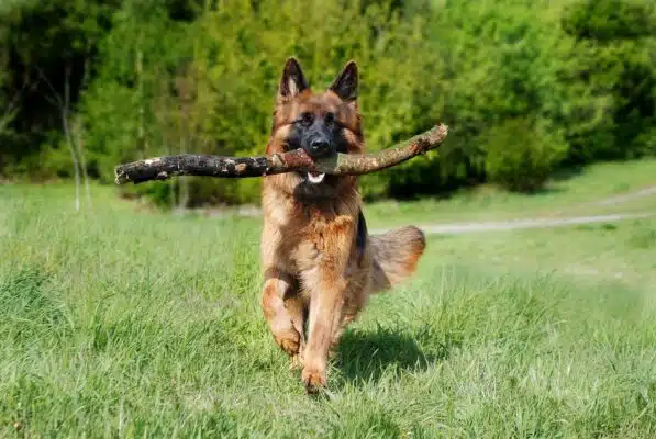 Hundefoder til en Schæferhund