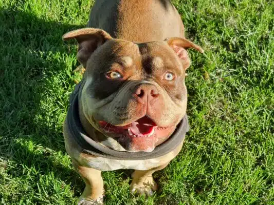 Hundefoder til American Bully