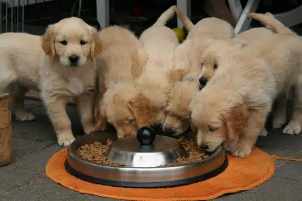 Golden Retriever Hundefoder