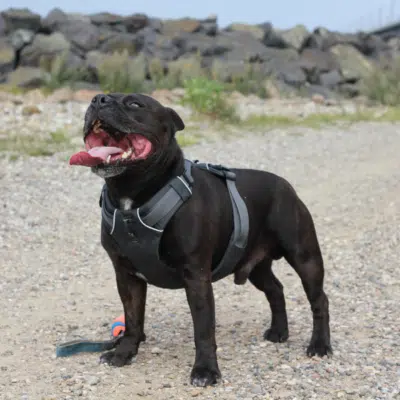Hundefoder til Staffordshire Bull Terrier - Paco