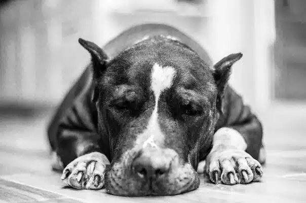 Hundefoder til muskelhunde