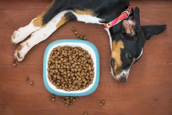 Hundefoder med højt kødindhold